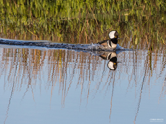 Hooded Merganser