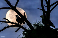 By Moon's Watch - Bald Eagles