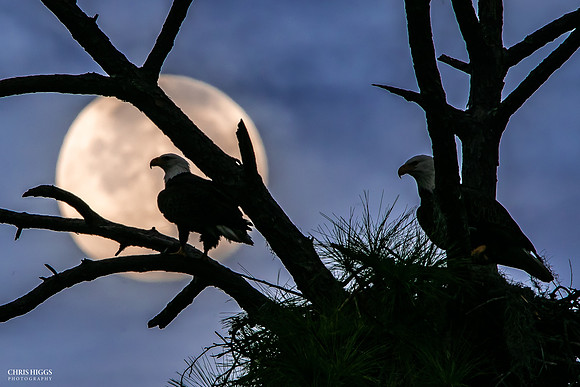 By Moon's Watch - Bald Eagles