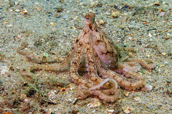 Atlantic Longarm Octopus - 5