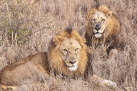 Leaders of the Pride