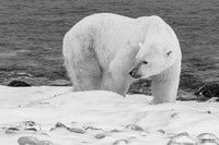 Solo Polar Bear