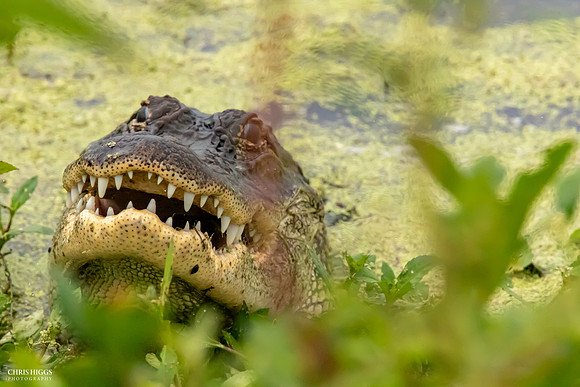 Florida Alligator - Stealth Attack
