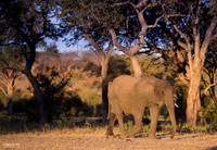 Afternoon  Elephant