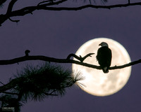 New Year's Moon - Bald Eagle
