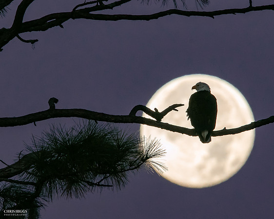New Year's Moon - Bald Eagle