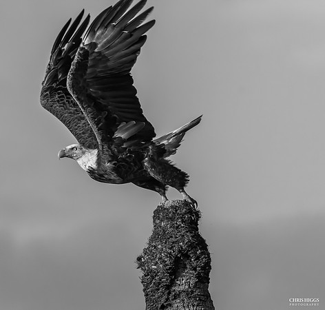 Bald Eagle Take Off