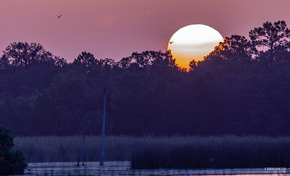 Orlando Wetlands Summer - 4