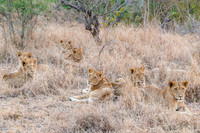 Sabi Sands Pride