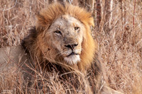 King at Rest - Male Lion