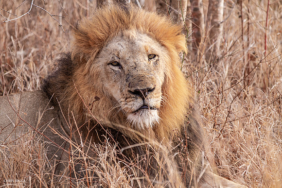 King at Rest - Male Lion