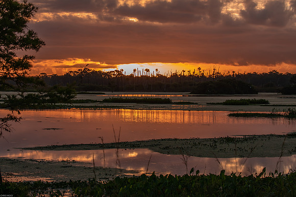 Morning Reflections - Orlando Wetlands