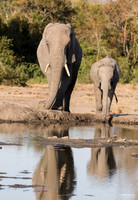 Wander to the Water - Elephant Family