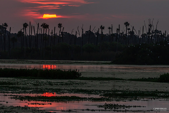 Orlando Wetlands Summer - 1