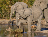 Taking a Load Off - Younger Elephant