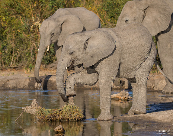 Taking a Load Off - Younger Elephant