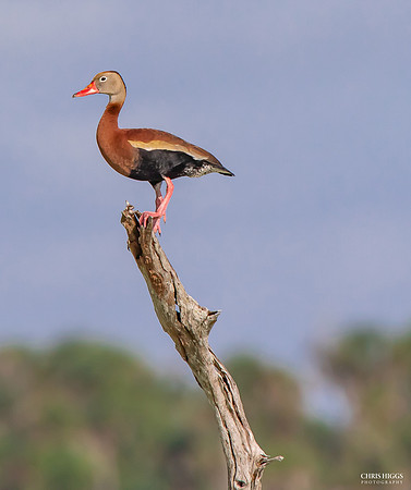 Black Bellied Whistling Duck
