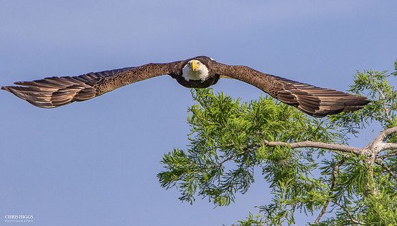 Fly Like  Stealth