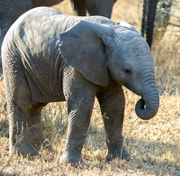 Baby Elephant