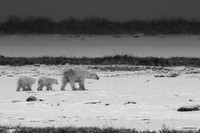 The Wanderers - Polar Bear and cubs