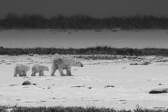The Wanderers - Polar Bear and cubs