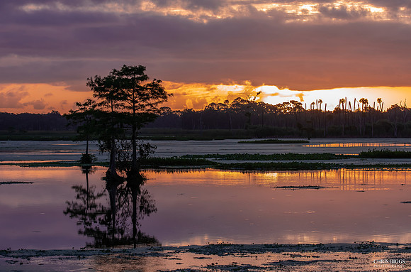 Orlando Wetlands Summer - 5