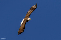 Full Soar
