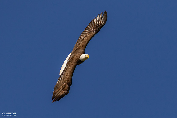 Full Soar