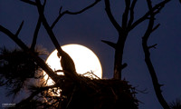 I Pray to Thee - Bald Eagle