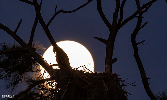 I Pray to Thee - Bald Eagle