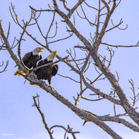 Adult Pair Lake Harney