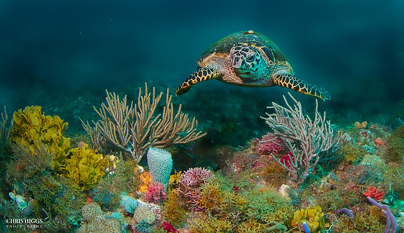 Hawksbill & Rory-29-2-Edit-Edit
