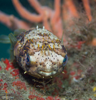 Balloonfish