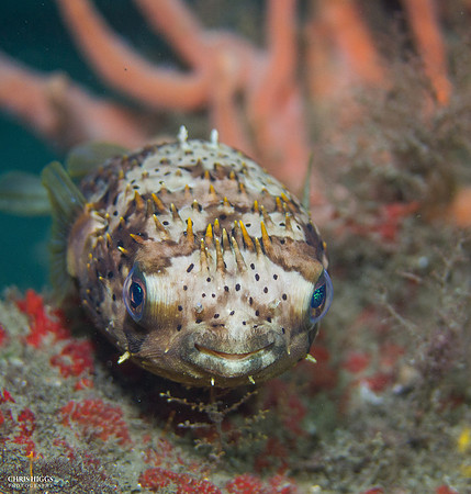 Balloonfish