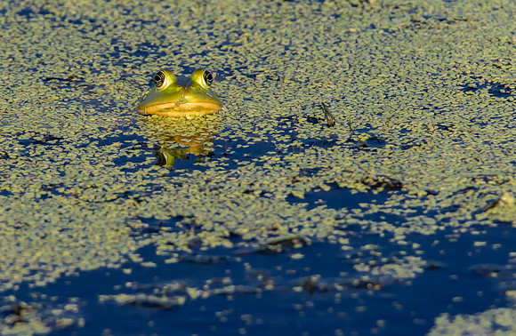 Pig Frog