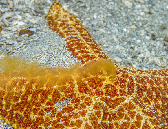 Starfish -114 - Copy