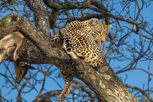 Leopard in tree -Edit-Edit - Copy