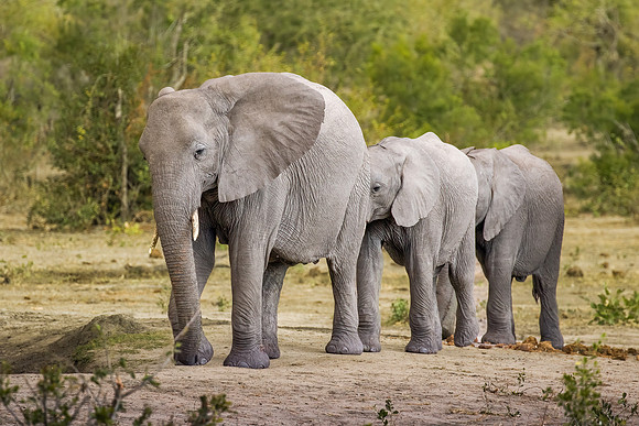 Elephant Follow-Edit-Edit-2 - Copy