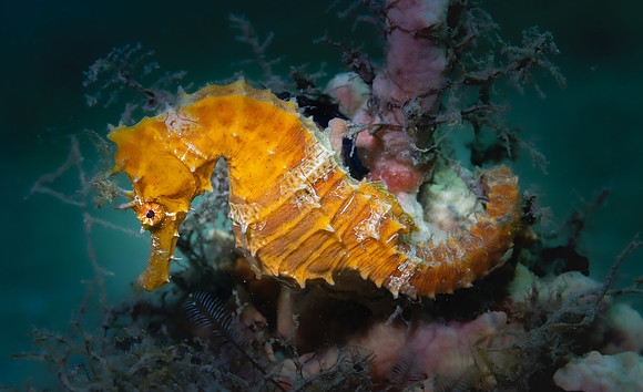 Lined Seahorse