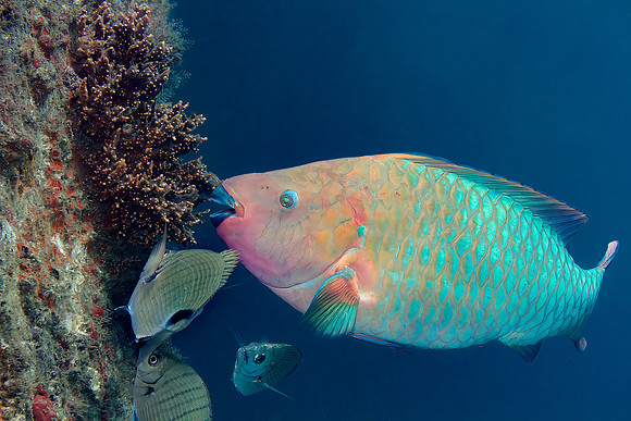 Rainbow Parrot - Copy