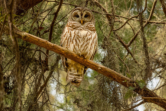 Dunlawton Watcher
