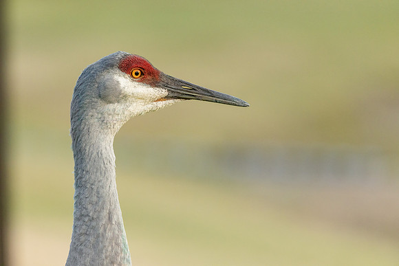 Crane