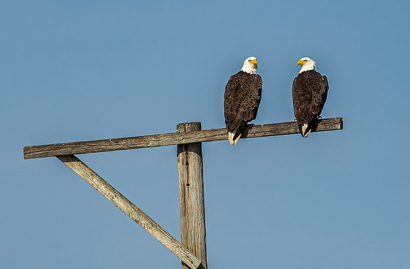 Ormond Watchers