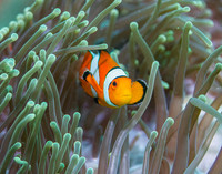 Western Clownfish