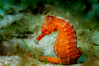 Longsnout Seahorse