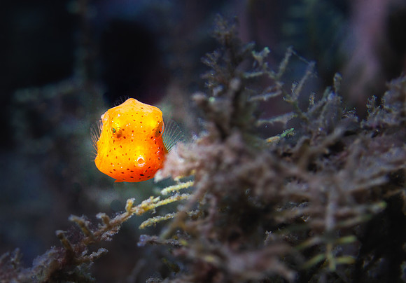 Orange Trunkfish