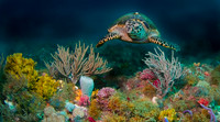 Hawksbill & Rory-29-2-Edit-Edit