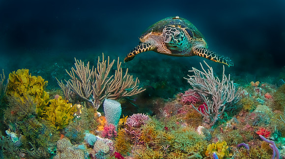 Hawksbill & Rory-29-2-Edit-Edit