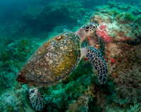 Hawksbill-19-Edit-Edit