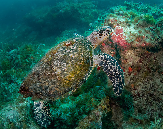Hawksbill-19-Edit-Edit
